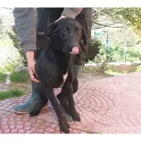 DOLIANOVA - 380260042085965
