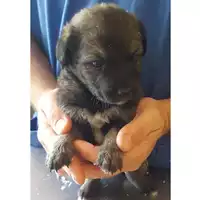 MONSERRATO - 380260110009541