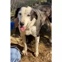 SINNAI - 380260044265605