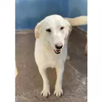 Foto dell\'animale MONSERRATO - 380260044266185