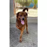 Foto dell\'animale MONSERRATO - 380260044293580