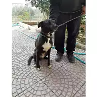 Foto dell\'animale MONSERRATO - 380260044265934