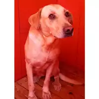 Foto dell\'animale MONASTIR - 380260044297627