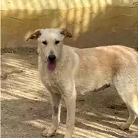 Foto dell\'animale MONASTIR - 380260044325016