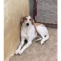 Foto dell\'animale DOLIANOVA - 380260004628186