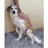 Foto dell\'animale DOLIANOVA - 380260004628188