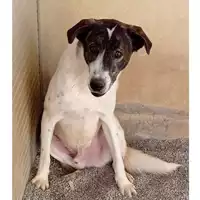 Foto dell\'animale DOLIANOVA - 380260004628182