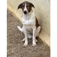 Foto dell\'animale DOLIANOVA - 380260004628187