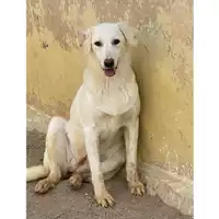 Foto dell\'animale MONASTIR - 380260044325042