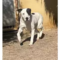 Foto dell\'animale SINNAI - 380260004584693