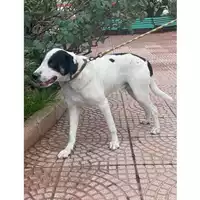Foto dell\'animale MONSERRATO - 380260043770296