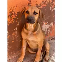 Foto dell\'animale SINNAI - 380260004584169