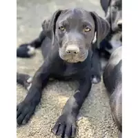 Foto dell\'animale SINNAI - 380260004584163
