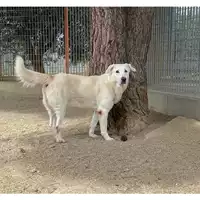 Foto dell\'animale MONSERRATO - 380260004583806