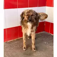 Foto dell\'animale MONSERRATO - 380260004583787