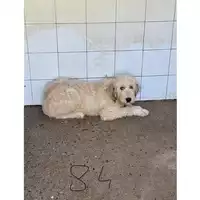 Foto dell\'animale DOLIANOVA - 380260004583784