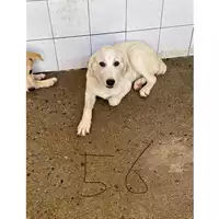 Foto dell\'animale DOLIANOVA - 380260004584156