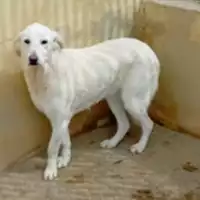 Foto dell\'animale SINNAI - 380260004582863