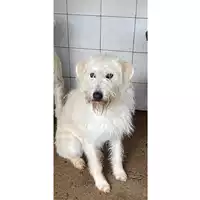 Foto dell\'animale SINNAI - 380260004582862