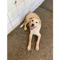 Foto dell\'animale SINNAI - 380260004582900
