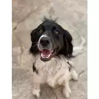 Foto dell\'animale DOLIANOVA - 380260004627301