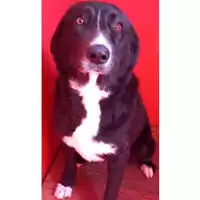 Foto dell\'animale DOLIANOVA - 380260004813804