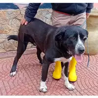 Foto dell\'animale MONASTIR - 380260004821345