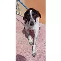 Foto dell\'animale DOLIANOVA - 380260004823154