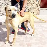 Foto dell\'animale MONASTIR - 380260004821138