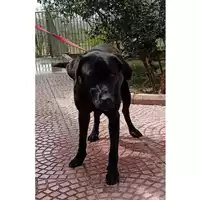 Foto dell\'animale QUARTU SANT'ELENA - 380260004812253