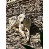 Foto dell\'animale QUARTU SANT'ELENA - 380260004814725