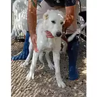Foto dell\'animale QUARTU SANT'ELENA - 380260004812514