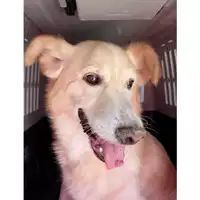 Foto dell\'animale QUARTU SANT'ELENA - 380260004811275