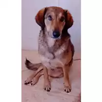 Foto dell\'animale SINNAI - 380260004811318