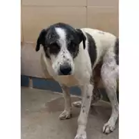 Foto dell\'animale MONSERRATO - 380260004811287