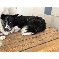 Foto dell\'animale MONSERRATO - 380260004815514