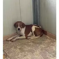 Foto dell\'animale QUARTU SANT'ELENA - 380260004814652