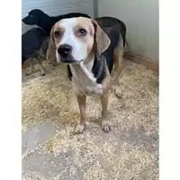 Foto dell\'animale QUARTU SANT'ELENA - 380260004814737