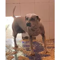 Foto dell\'animale QUARTU SANT'ELENA - 380260004813830