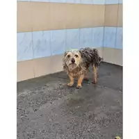 Foto dell\'animale QUARTU SANT'ELENA - 380260004813829