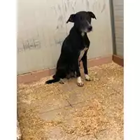 Foto dell\'animale QUARTU SANT'ELENA - 380260004814684