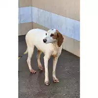 Foto dell\'animale QUARTU SANT'ELENA - 380260004813786