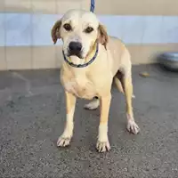 Foto dell\'animale QUARTU SANT'ELENA - 380260004813760