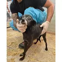 Foto dell\'animale QUARTU SANT'ELENA - 380260004813759