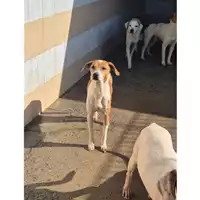 Foto dell\'animale QUARTU SANT'ELENA - 380260004813967