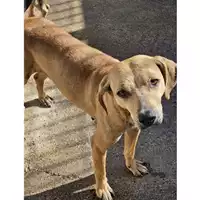 Foto dell\'animale QUARTU SANT'ELENA - 380260004824628