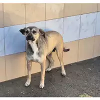 Foto dell\'animale QUARTU SANT'ELENA - 380260004815673