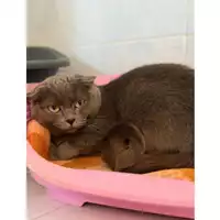 Foto dell\'animale QUARTU SANT'ELENA - 380260004814654