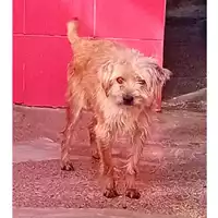 Foto dell\'animale QUARTU SANT'ELENA - 380260004815602