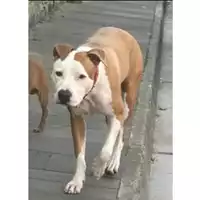 Foto dell\'animale DOLIANOVA - 380260004815687